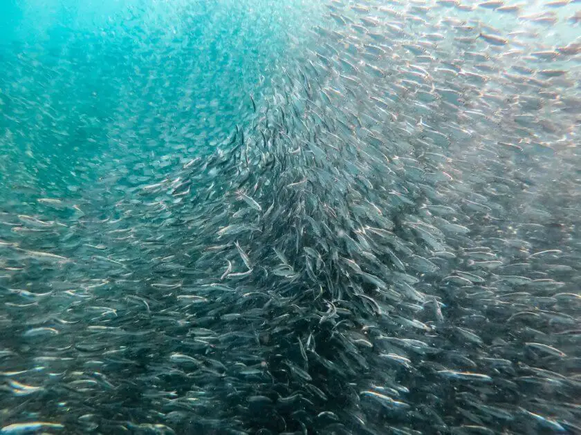 shoal of sardines