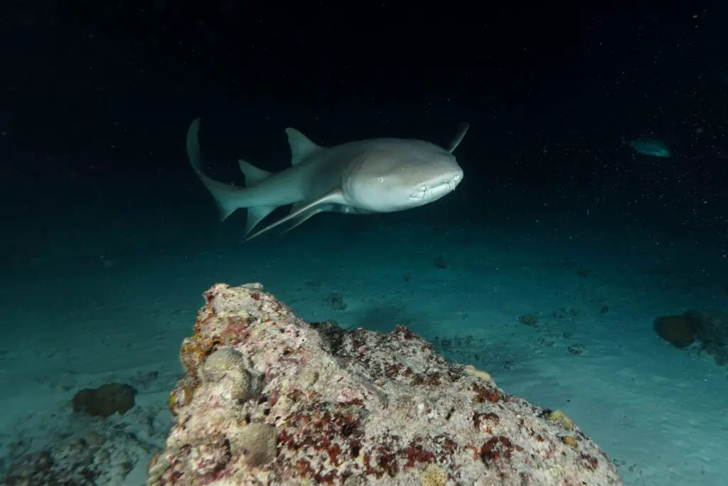 shark night dive