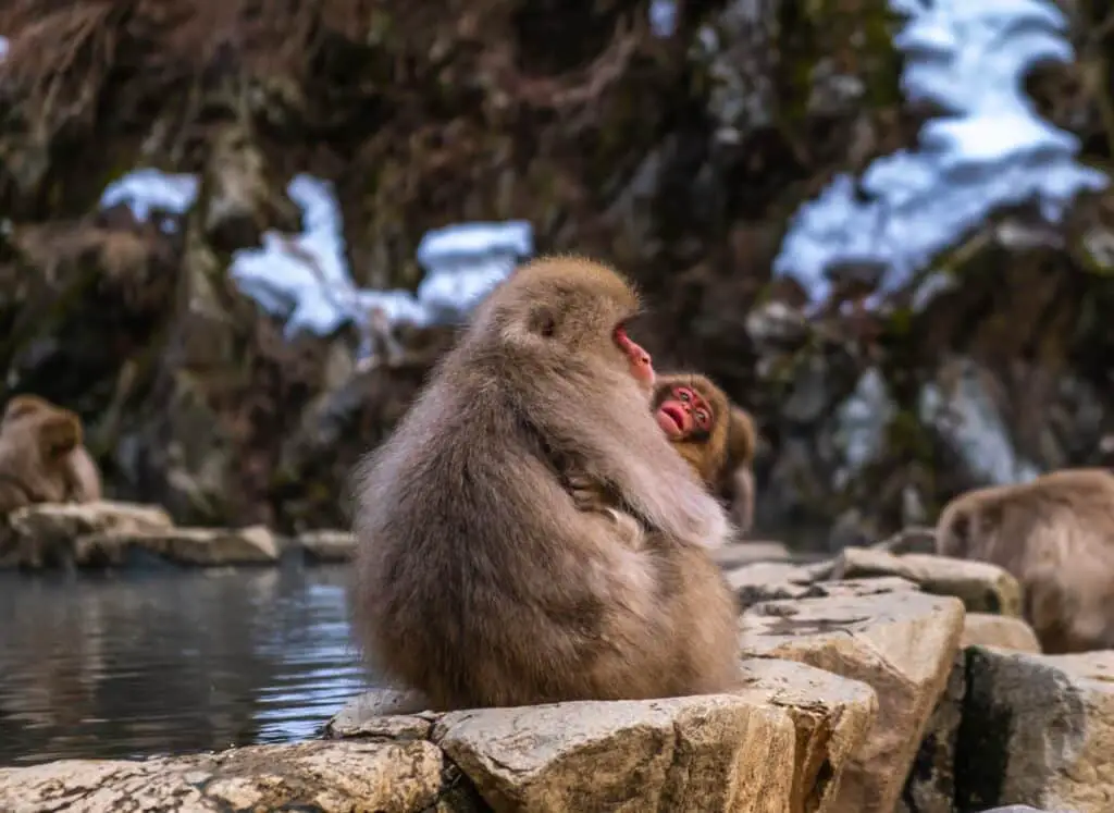 mother and baby Japanese Macaques at the Jigokudani Monkey Park in Nagano, Japan