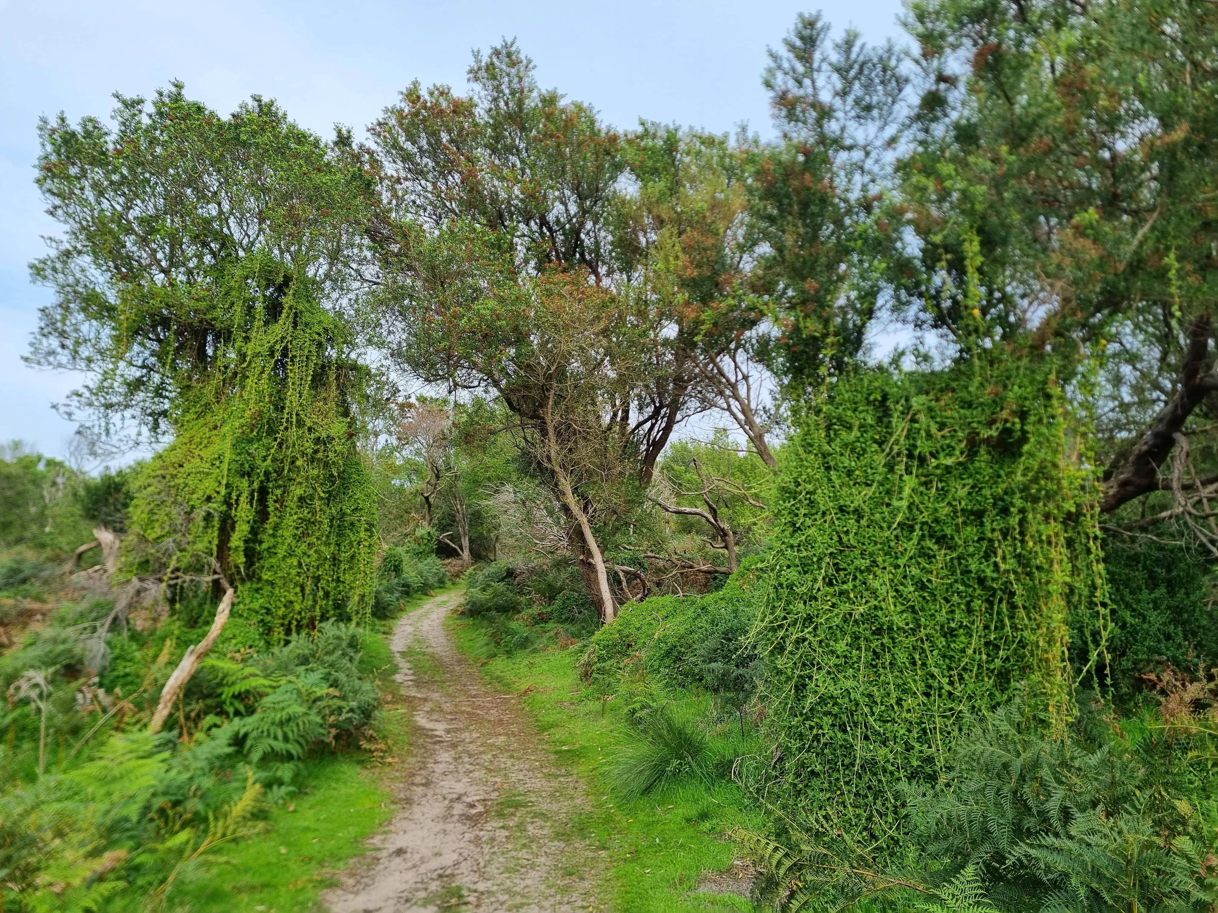 coastal bush landscape on Phillip Island