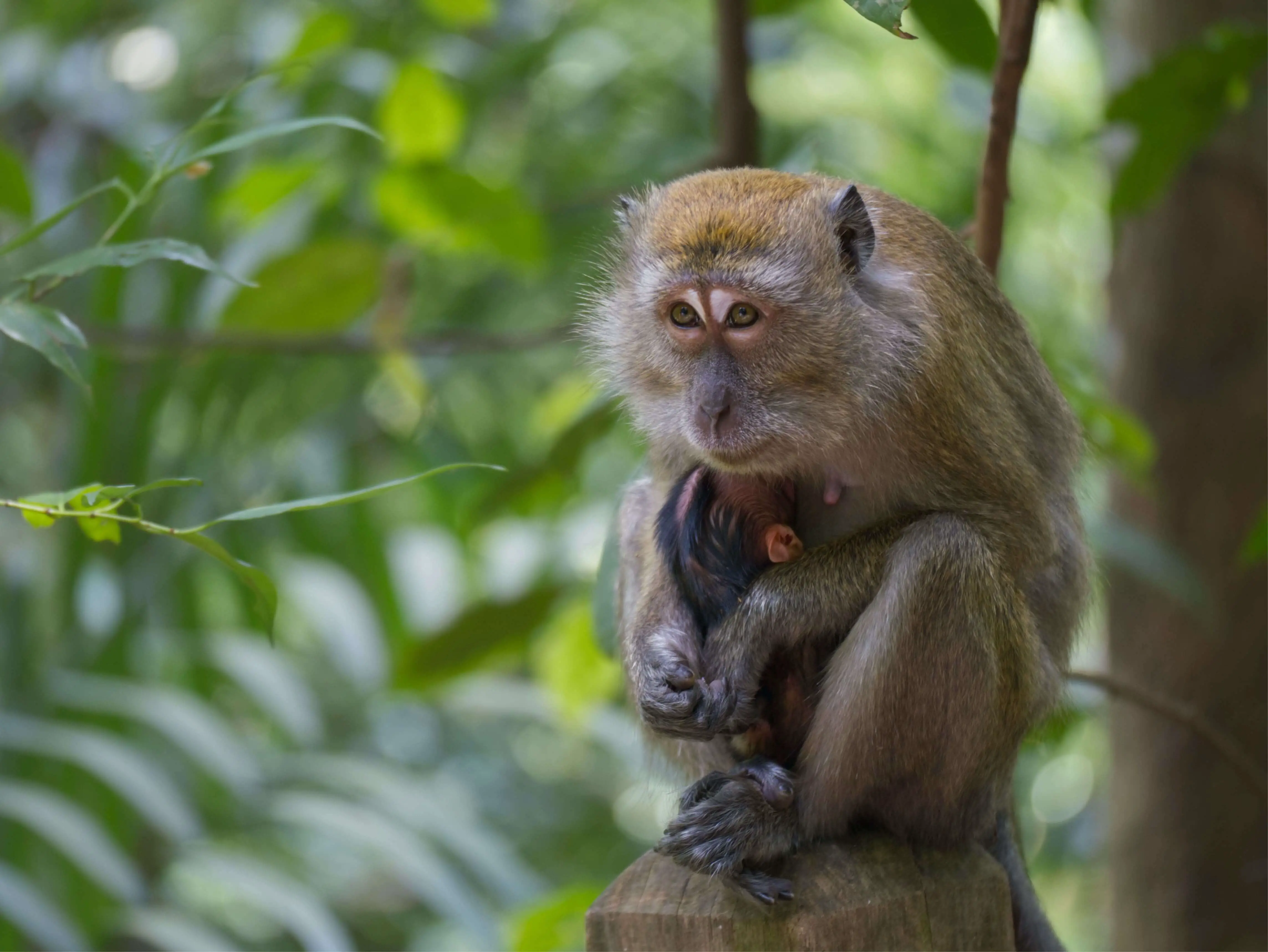 A long tailed Macaques and baby in Singapore