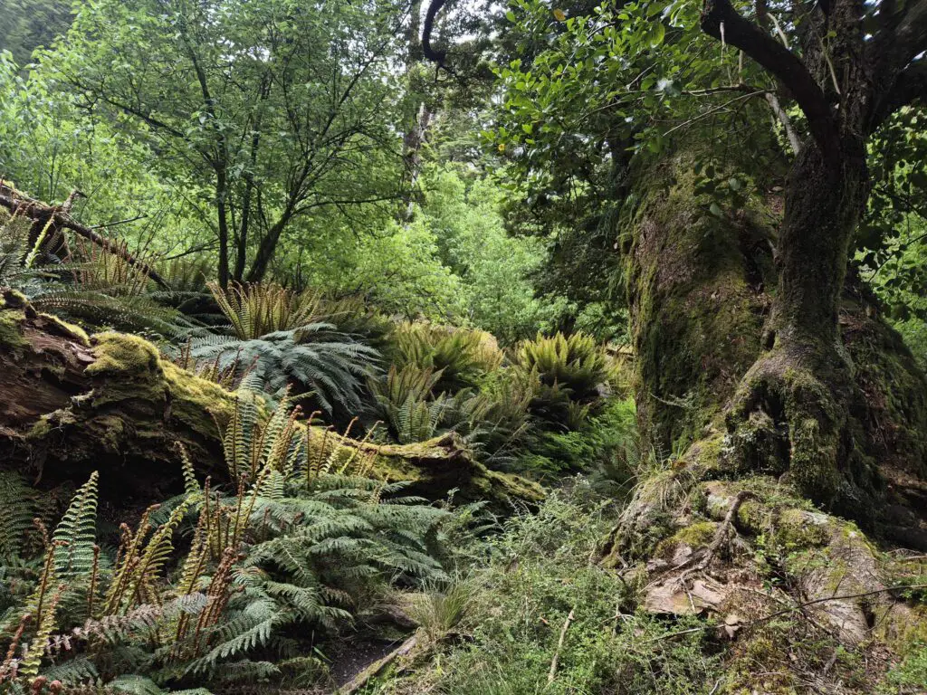 forest in the Mount Aspiring National Park